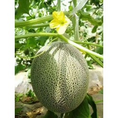 一只長在吐魯番的哈密瓜，西州蜜25號又叫“酥蜜25號”濃郁香甜，甜度驚人?。?！
