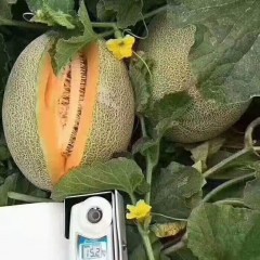 一只長在吐魯番的哈密瓜，西州蜜25號又叫“酥蜜25號”濃郁香甜，甜度驚人?。?！