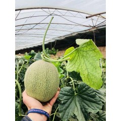 一只長在吐魯番的哈密瓜，西州蜜25號又叫“酥蜜25號”濃郁香甜，甜度驚人！??！