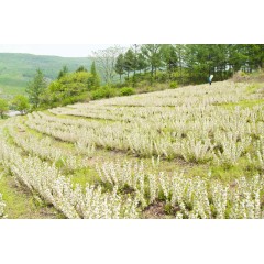 農(nóng)大鈣果苗木農(nóng)大4號、農(nóng)大6號、’‘農(nóng)大7號’樹苗【郵政發(fā)貨、10棵起發(fā)貨】
