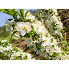 農(nóng)大鈣果苗木農(nóng)大4號、農(nóng)大6號、’‘農(nóng)大7號’樹苗【郵政發(fā)貨、10棵起發(fā)貨】