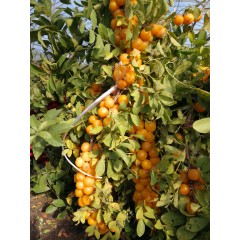 農(nóng)大鈣果苗木農(nóng)大4號、農(nóng)大6號、’‘農(nóng)大7號’樹苗【郵政發(fā)貨、10棵起發(fā)貨】