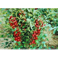 農(nóng)大鈣果苗木農(nóng)大4號、農(nóng)大6號、’‘農(nóng)大7號’樹苗【郵政發(fā)貨、10棵起發(fā)貨】