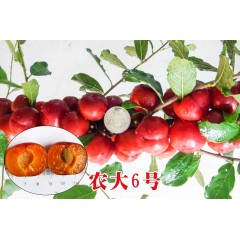 農(nóng)大鈣果苗木農(nóng)大4號、農(nóng)大6號、’‘農(nóng)大7號’樹苗【郵政發(fā)貨、10棵起發(fā)貨】
