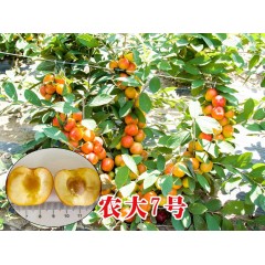 農(nóng)大鈣果苗木農(nóng)大4號、農(nóng)大6號、’‘農(nóng)大7號’樹苗【郵政發(fā)貨、10棵起發(fā)貨】