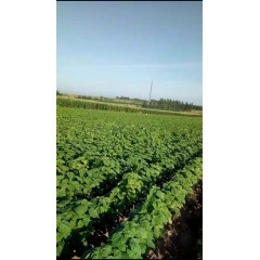 蘇子訂單農(nóng)業(yè) 訂單種植 蘇子葉、蘇子籽 回收收購