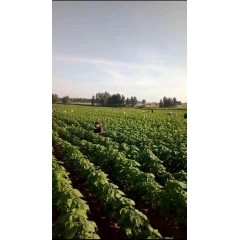 蘇子訂單農(nóng)業(yè) 訂單種植 蘇子葉、蘇子籽 回收收購